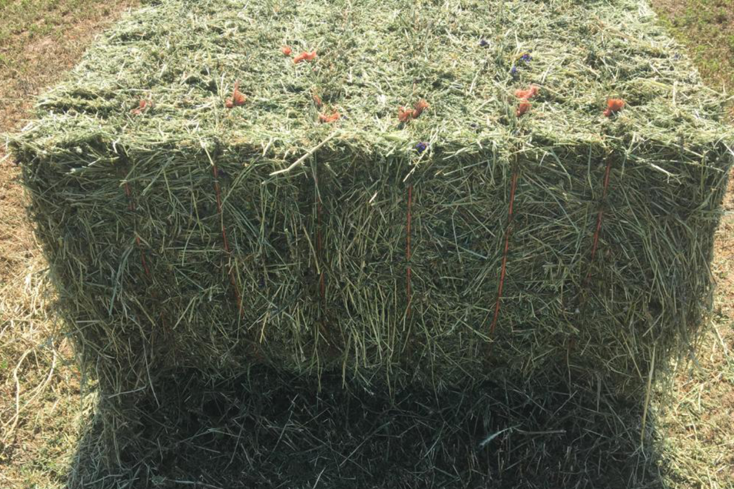 420-450 kg alfalfa hay bale