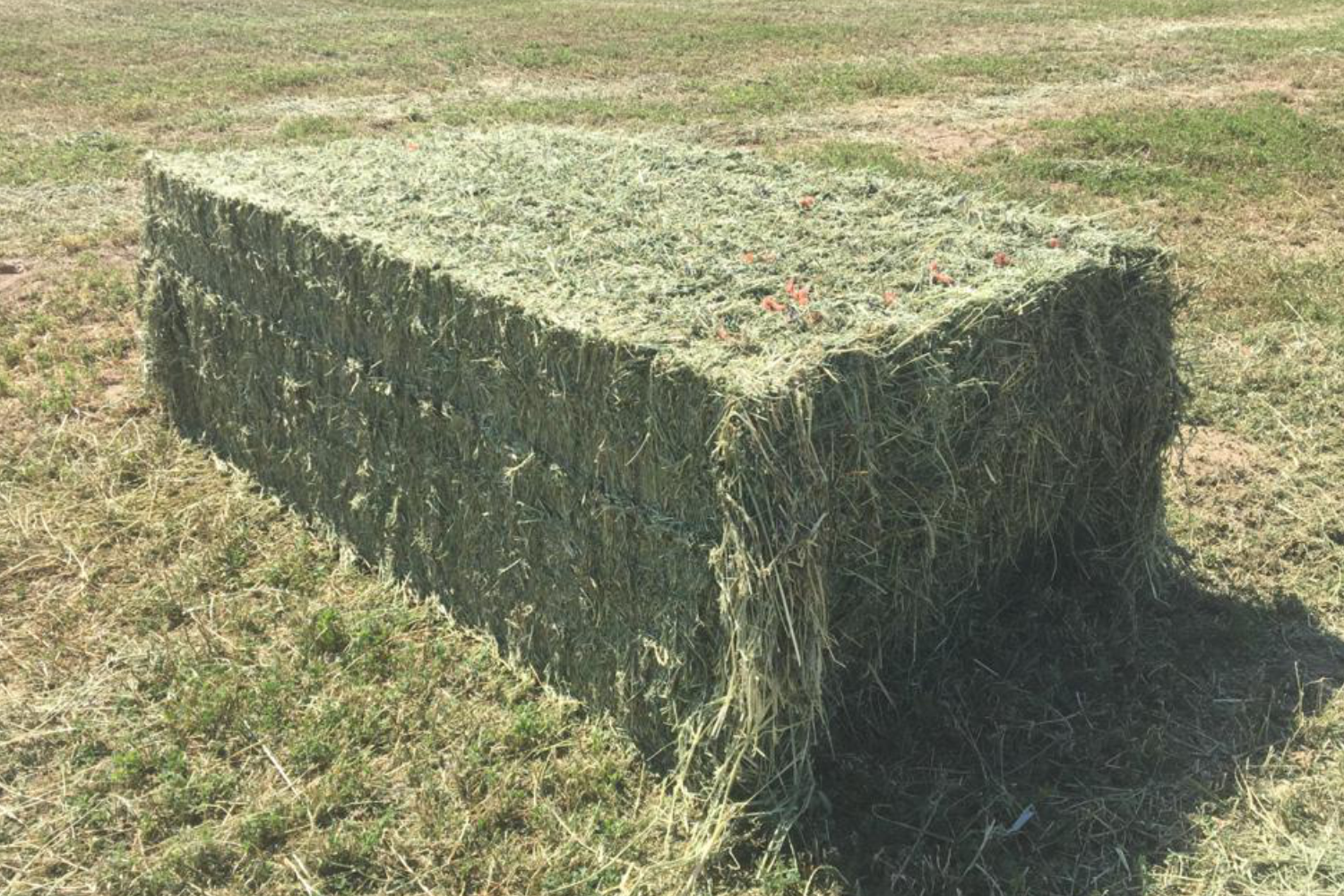 550-600 kg alfalfa hay bale