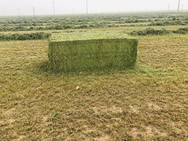 550 kg Alfalfa bale