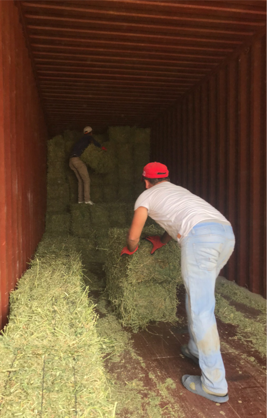 Alfalfa Hay Container