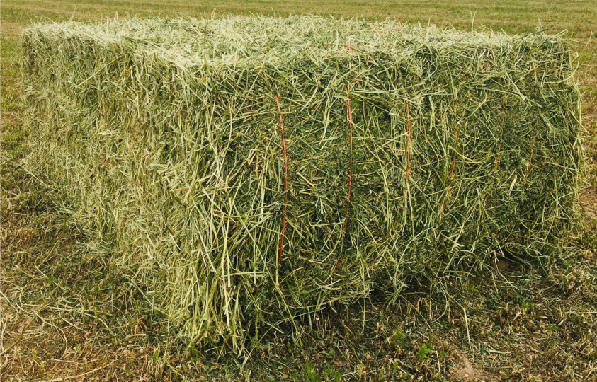 250 Kg Alfalfa Hay